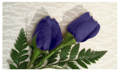 DNSEMP-C-055 2 Roses Purple